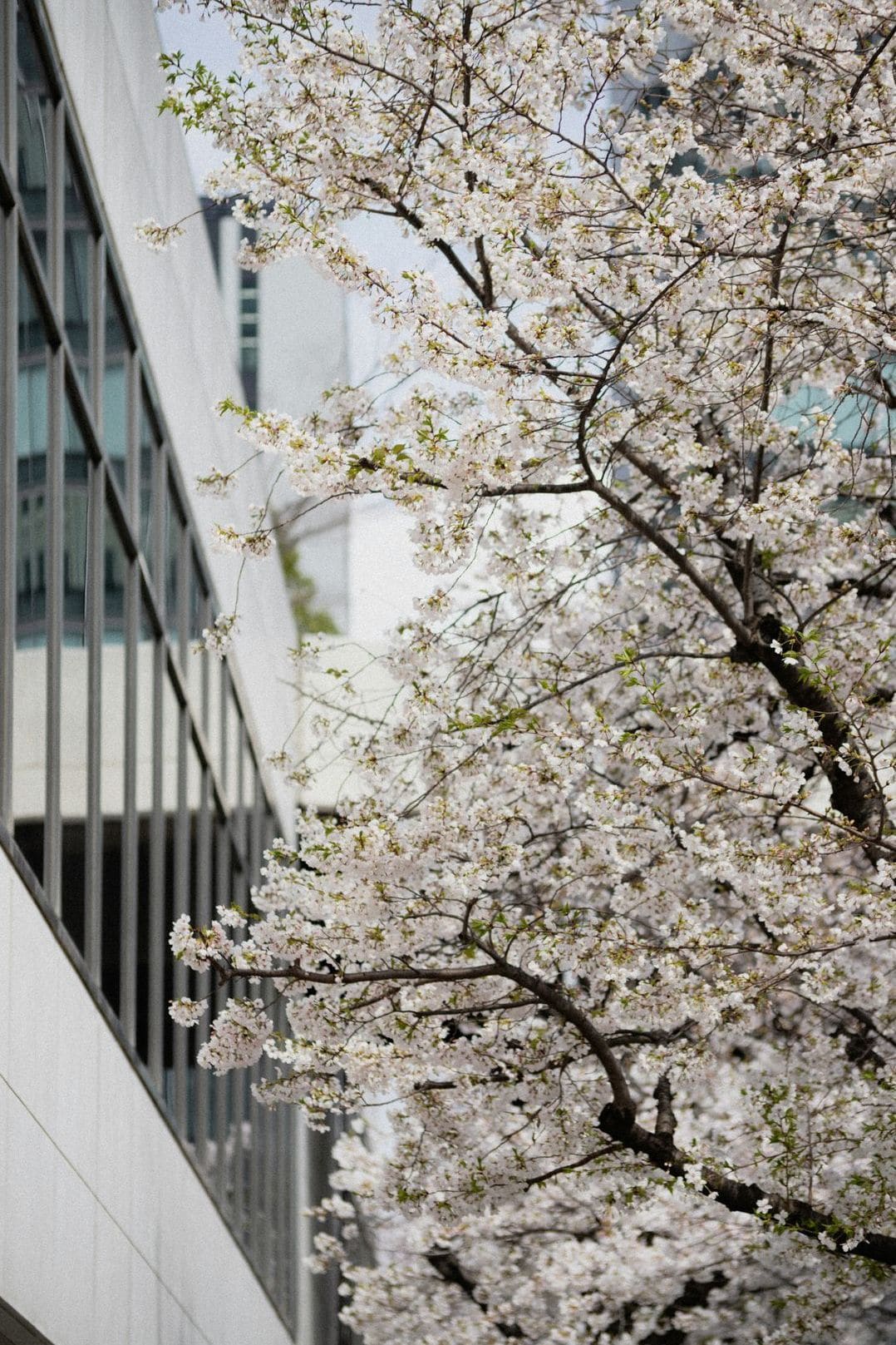進学・就職を目指す方への日本語サポート案内