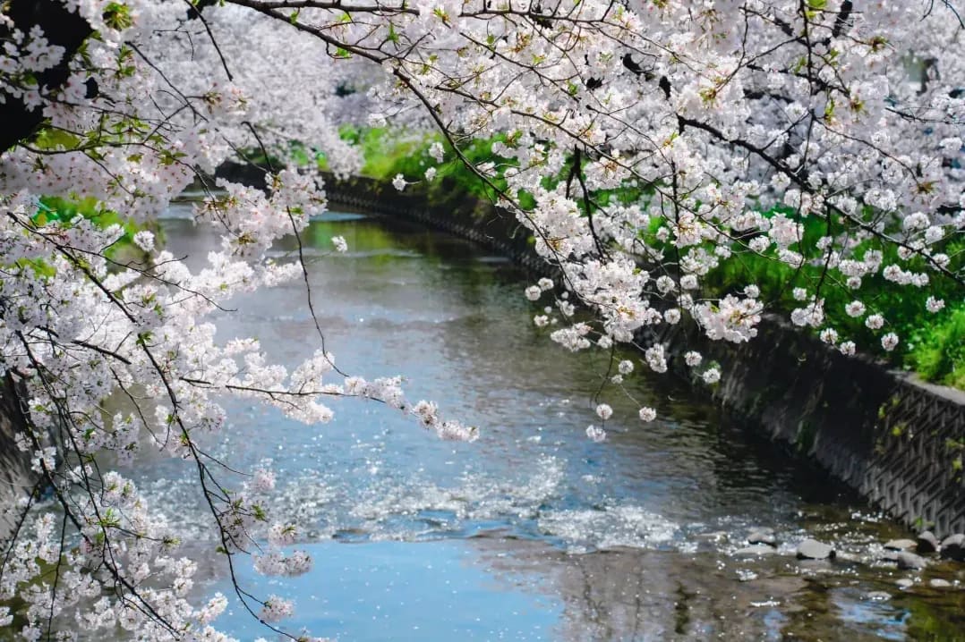 Sakura Japanese Academy 1