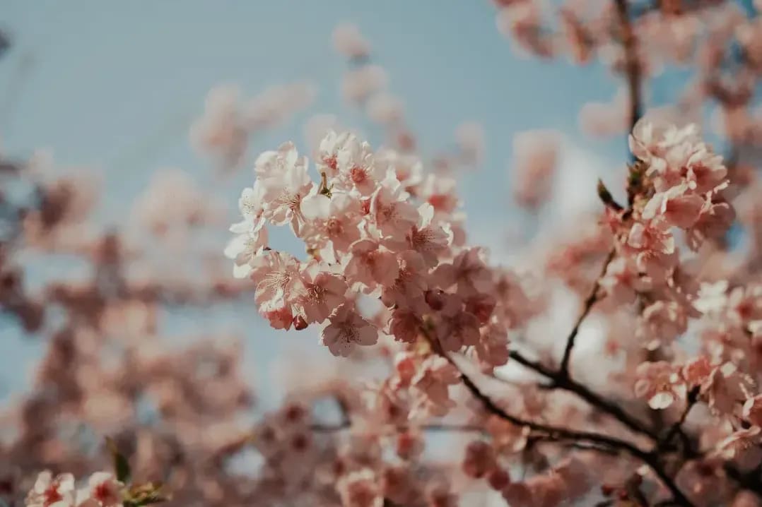 Sakura Japanese Academy 11