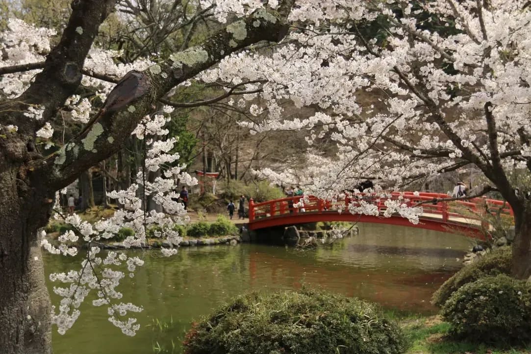 Sakura Japanese Academy 14