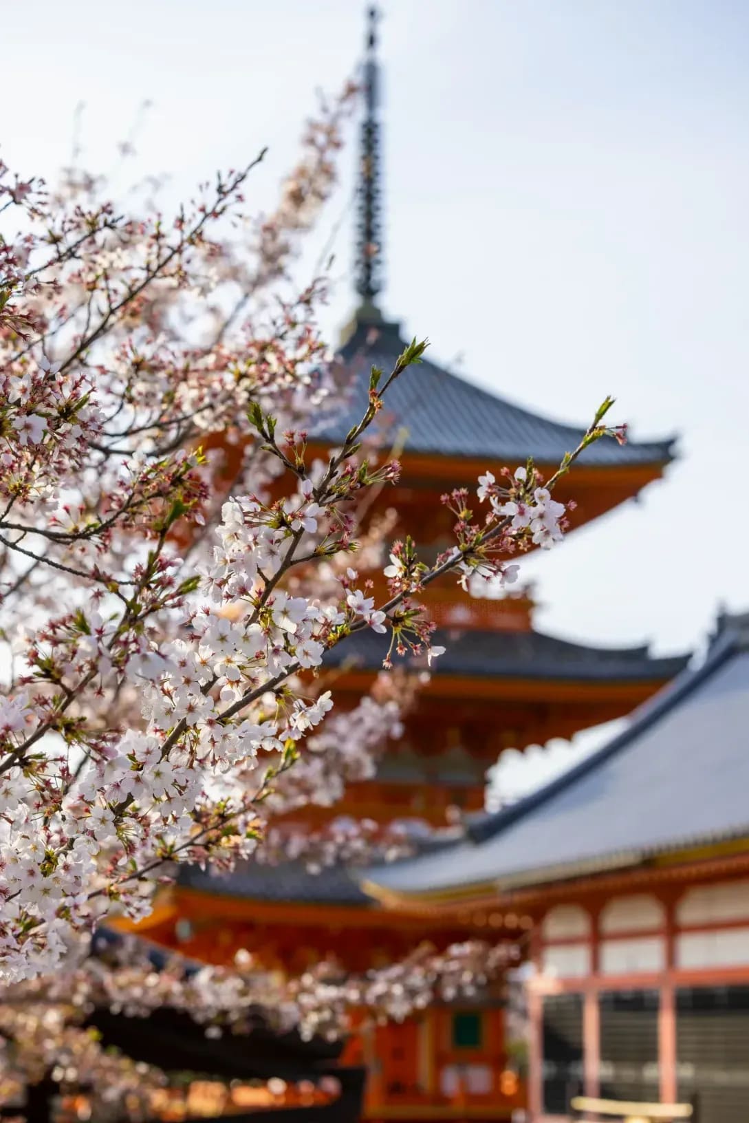 Sakura Japanese Academy 15