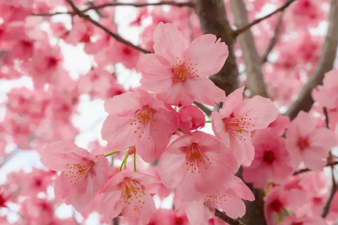 Sakura Japanese Academy 2