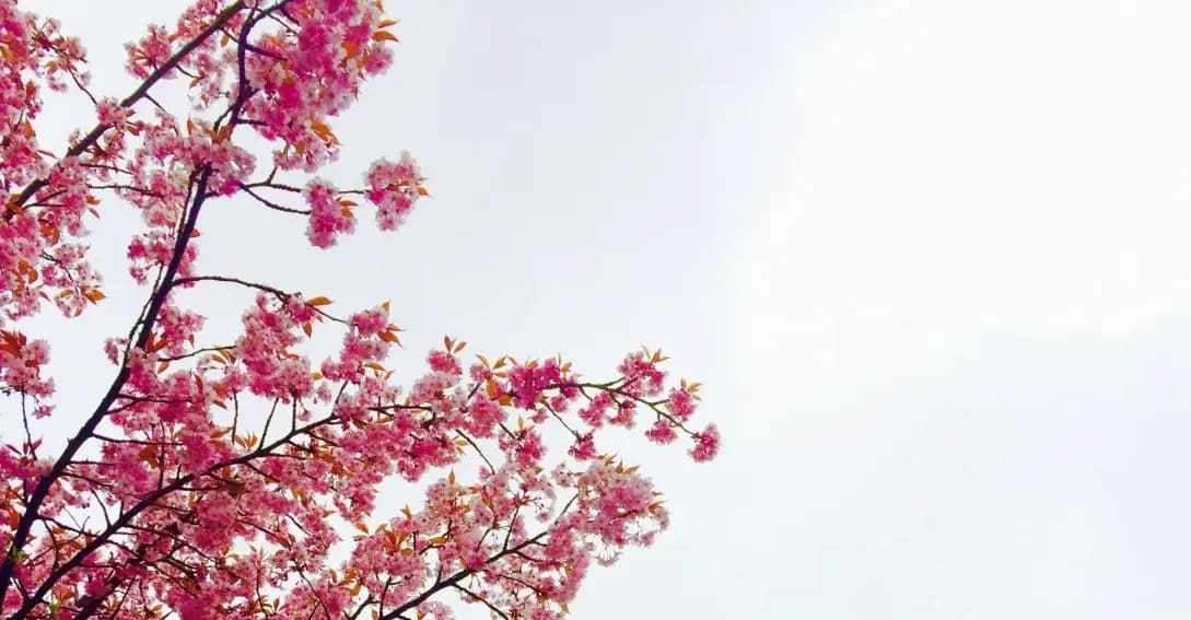 Sakura Japanese Academy 5