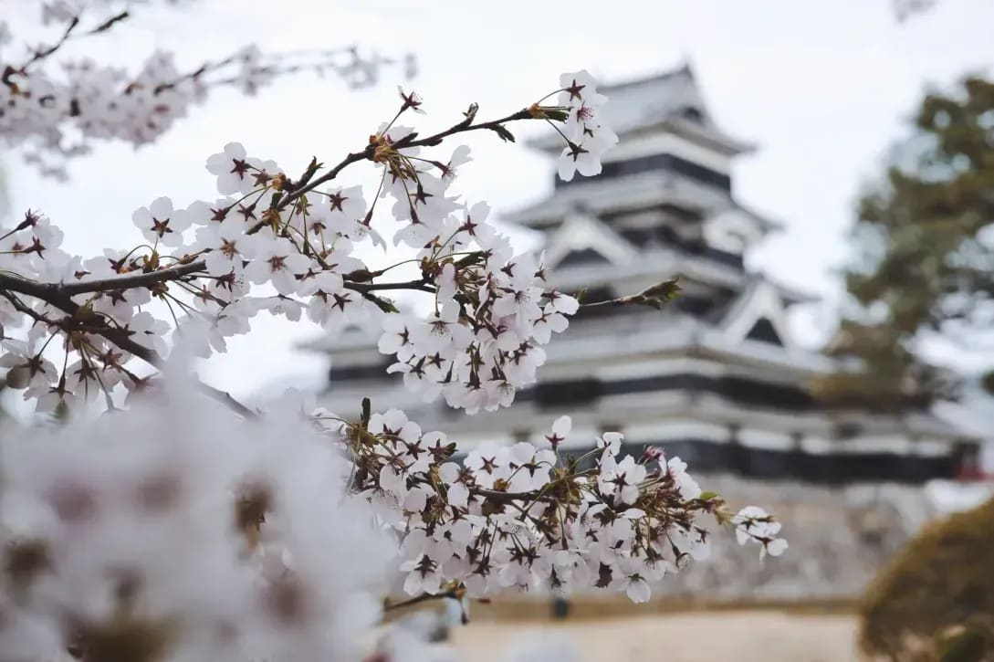 Sakura Japanese Academy 6